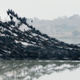 Great cormorant, Ibars swamp, Catalonia